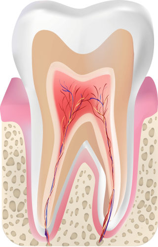 korenovi kanali anatomiya danailovdent